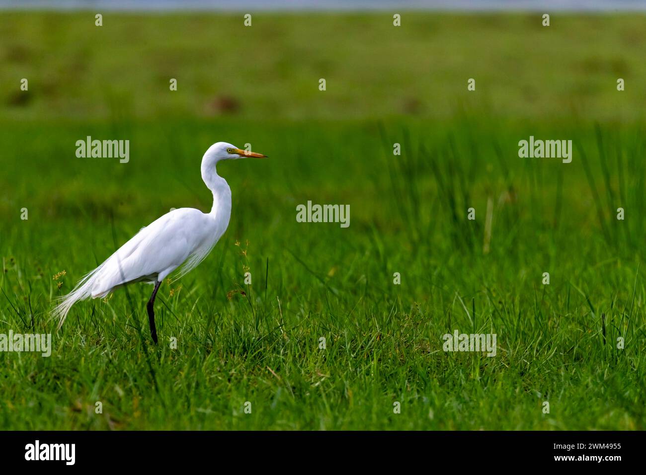 Great Egret, Ardea alba, Chobe Nationalpark, Botswana Stockfoto