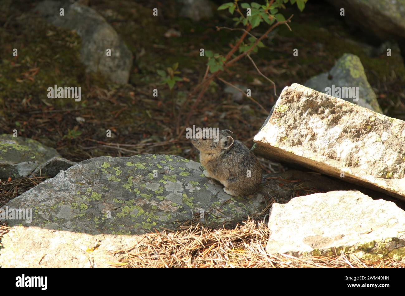 American Pika (Ochotona princeps) auf einem Felsen in den Beartooth Mountains, Montana Stockfoto