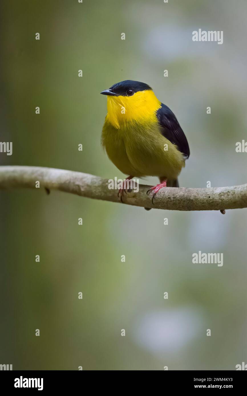 Golden Collared Mannikin Kolumbien Südamerika Stockfoto Golden Collared Mannikin Kolumbien Südamerika Stockfoto