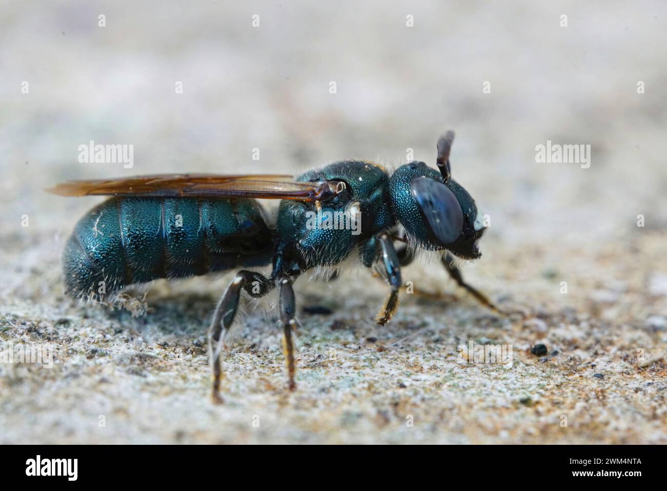 Detaillierte Nahaufnahme einer recht großen mediterranen kleinen Zimmerbiene, Ceratina Chalcites Stockfoto