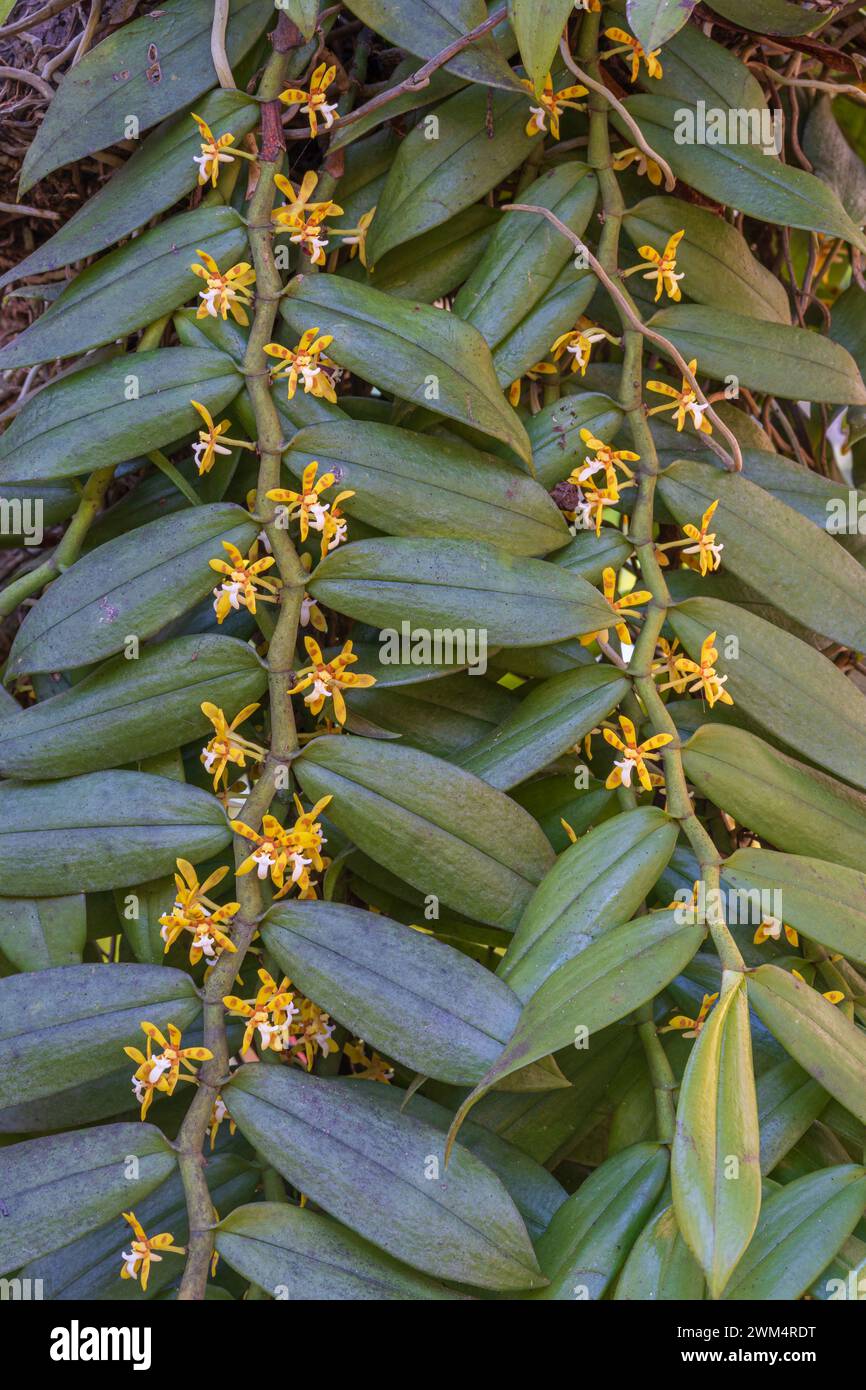 Nahaufnahme von gelb-orange-weißen Blüten und Laub der tropischen Orchideenart Trichoglottis cirrhifera, die draußen blüht Stockfoto