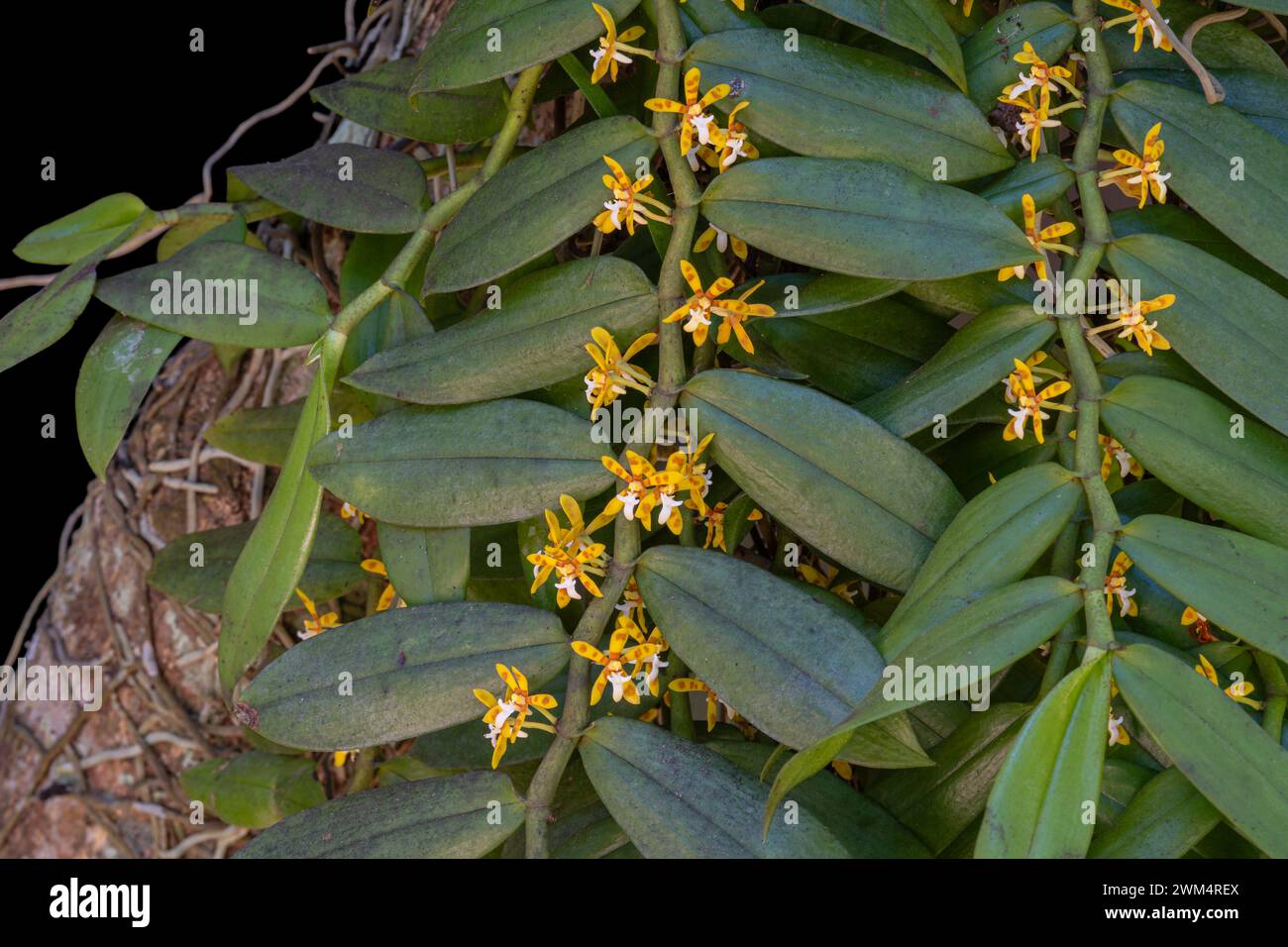Nahaufnahme von orange-gelben und weißen Blüten und Blättern tropischer Orchideenarten Trichoglottis cirrhifera, die auf schwarzem Hintergrund blühen Stockfoto