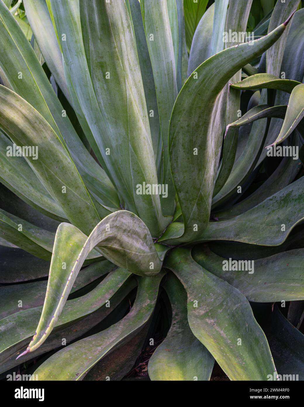Nahaufnahme der saftigen Agave demeesteriana im Freien im tropischen Garten Stockfoto