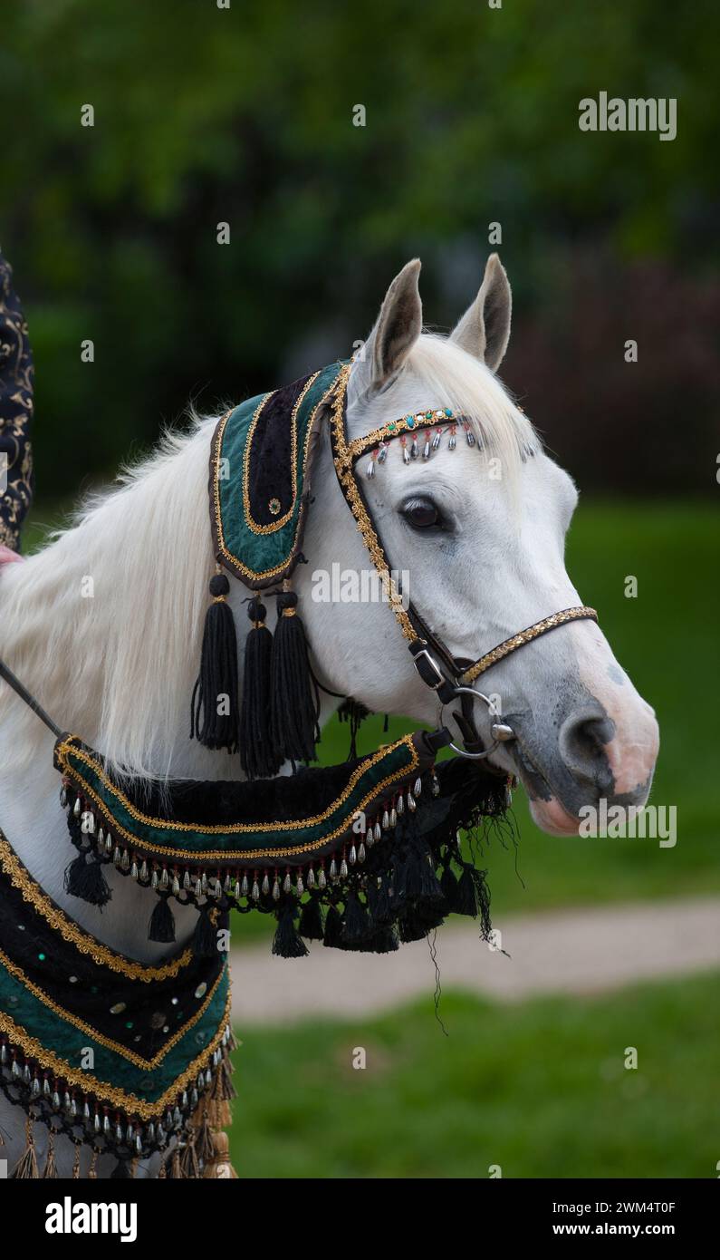 Vertikales arabisches Pferdeporträt in traditioneller Tracht bei der Kostümklasse in einem lokalen, hellgrauen Pferdesättelzügel, Fransen und Perlen am Pferdegestänge Stockfoto