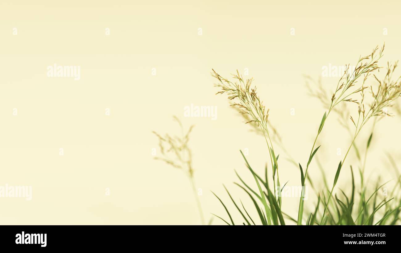 Wildes Gras wilde Blumen traumhaft luftige Präsentation Hintergrund dünne Stiele weicher Fokus flache Tiefe des Feldes Natur 3D Illustration Rendern digital Stockfoto