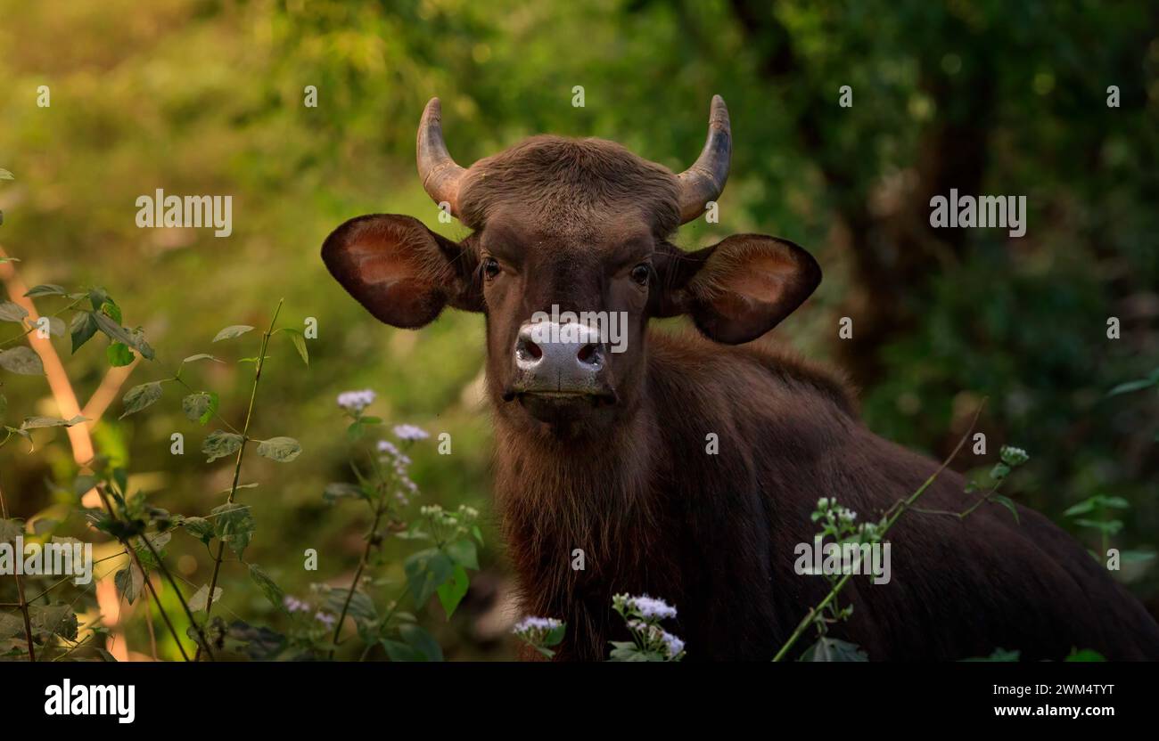 Gaur, wilder Stier in der Natur / wilder gaur auf Gras Stockfoto