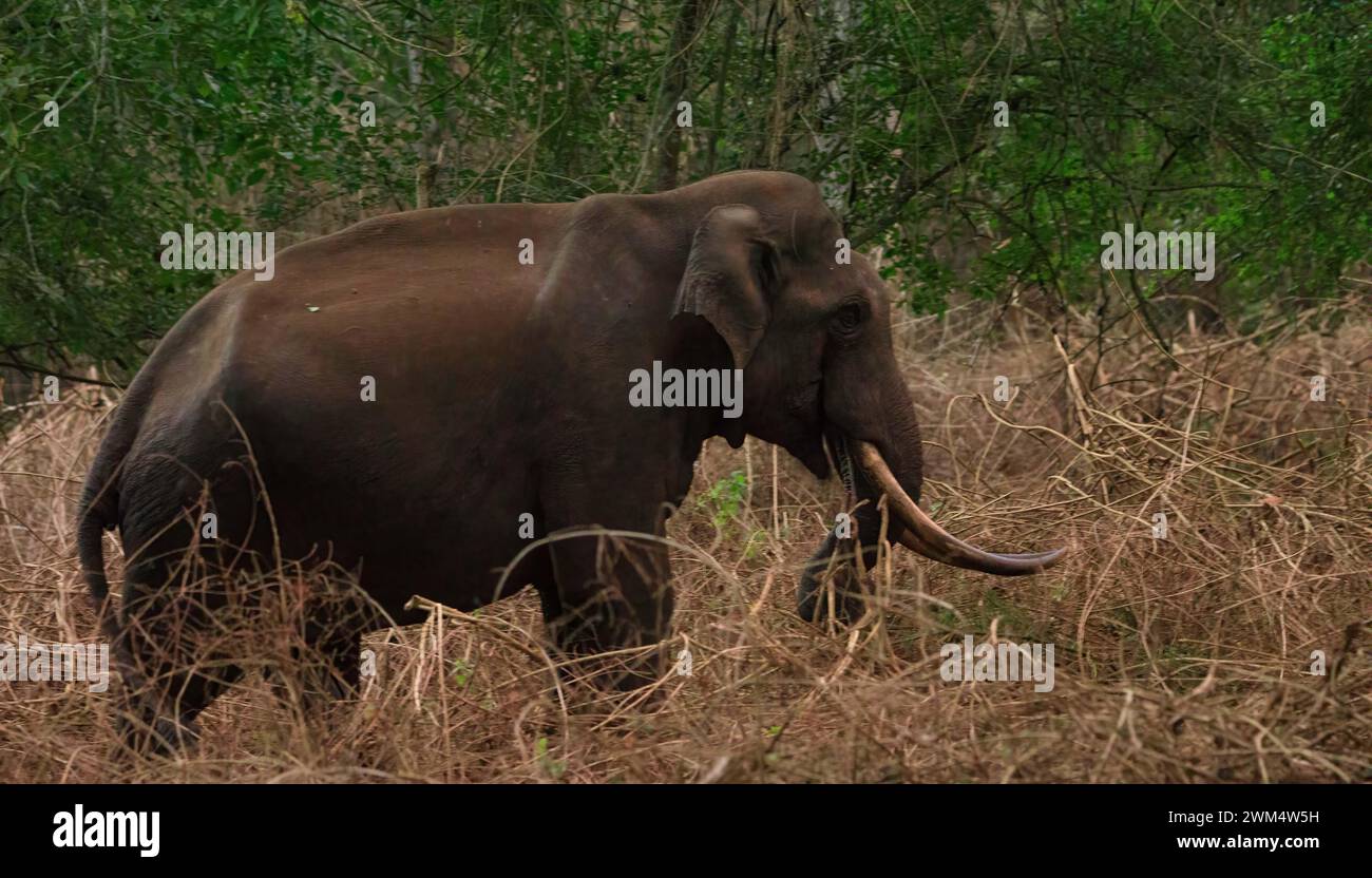Abgabefreie Bilder für asiatische Elefanten, Familie asiatischer Elefanten in freier Wildbahn Stockfoto