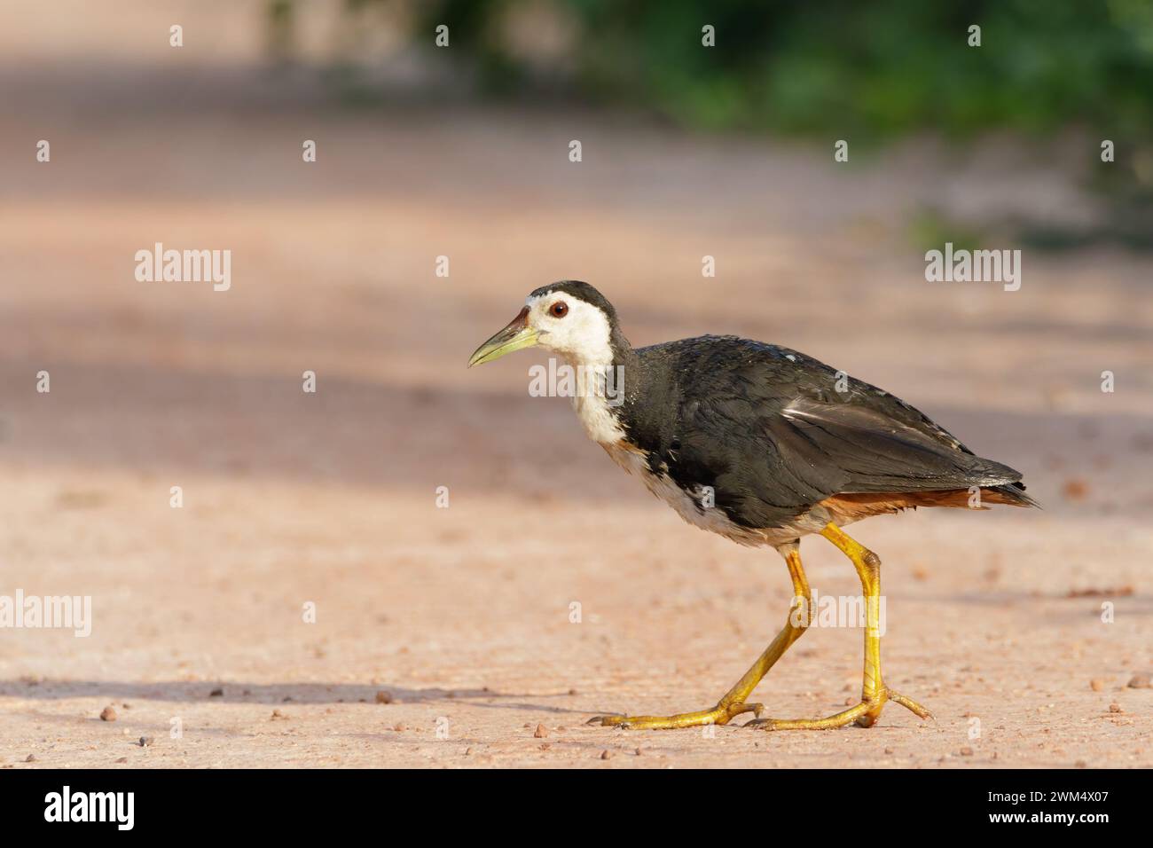 Lizenzfreie Bilder von Feuchtvögeln Stockfoto