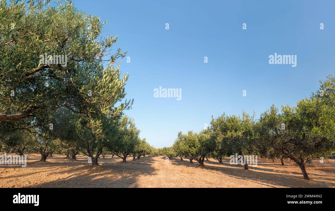 Olivenbäume wachsen auf Kreta, Griechenland. Stockfoto
