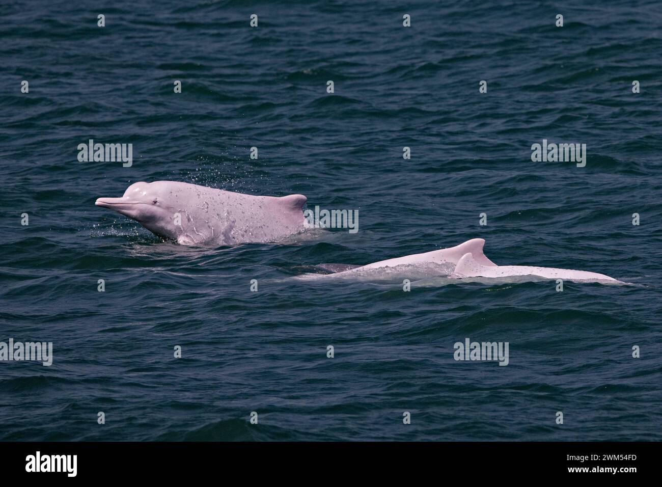 Indopazifik Buckelwale Delphin/Chinesische Weiße Delphin/Pink Dolphin (Sousa Chinensis) in den Gewässern von Hong Kong, mit denen viele Bedrohungen Stockfoto