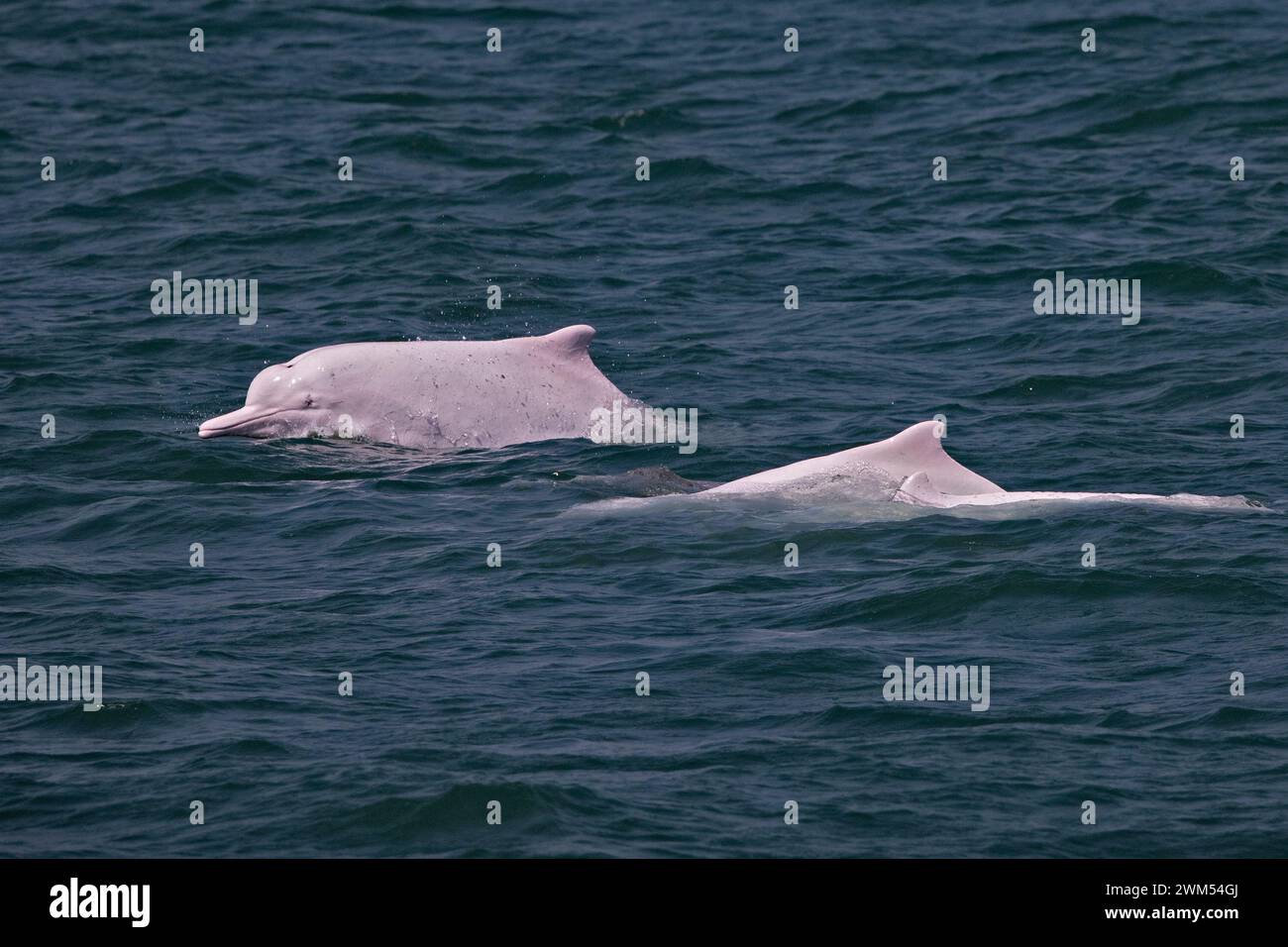 Indopazifik Buckelwale Delphin/Chinesische Weiße Delphin/Pink Dolphin (Sousa Chinensis) in den Gewässern von Hong Kong, mit denen viele Bedrohungen Stockfoto