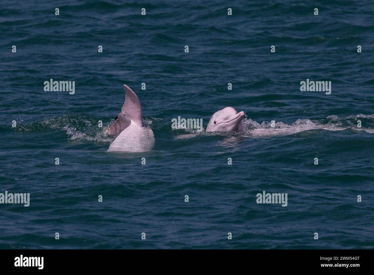Indo-pazifischer Buckeldelfin/Chinesischer Weißer Delfin/Rosa Delfin (Sousa Chinensis), der in den Gewässern von Hongkong geselligt ist und vielen Bedrohungen ausgesetzt ist Stockfoto