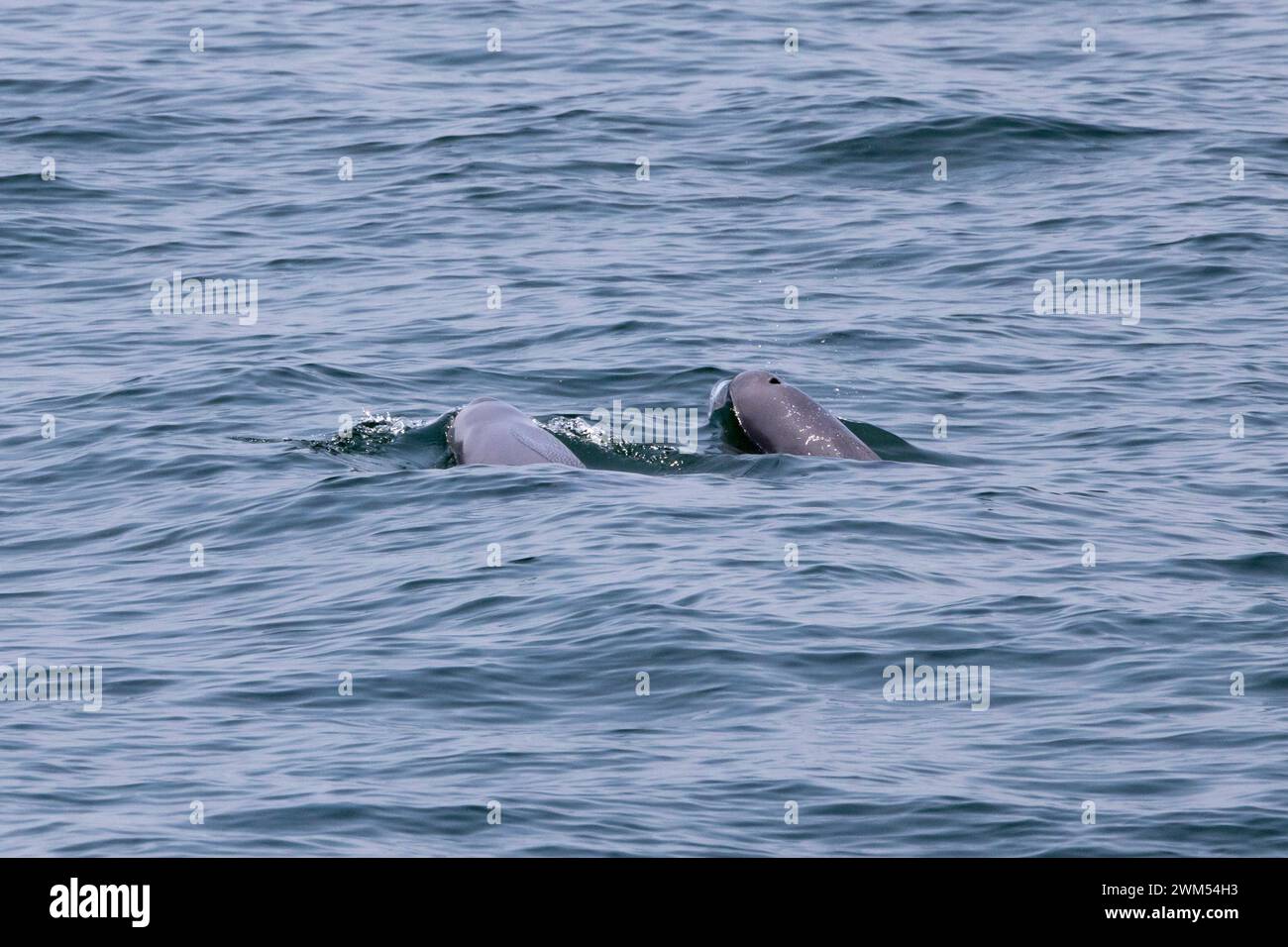 Indopazifischer Schweinswal (Neophocaena phocaenoides) in den Gewässern von Hongkong, der vielen Bedrohungen ausgesetzt ist Stockfoto