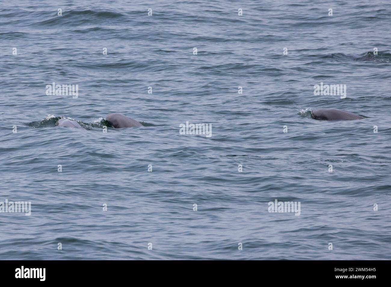 Indopazifischer Schweinswal (Neophocaena phocaenoides) in den Gewässern von Hongkong, der vielen Bedrohungen ausgesetzt ist Stockfoto