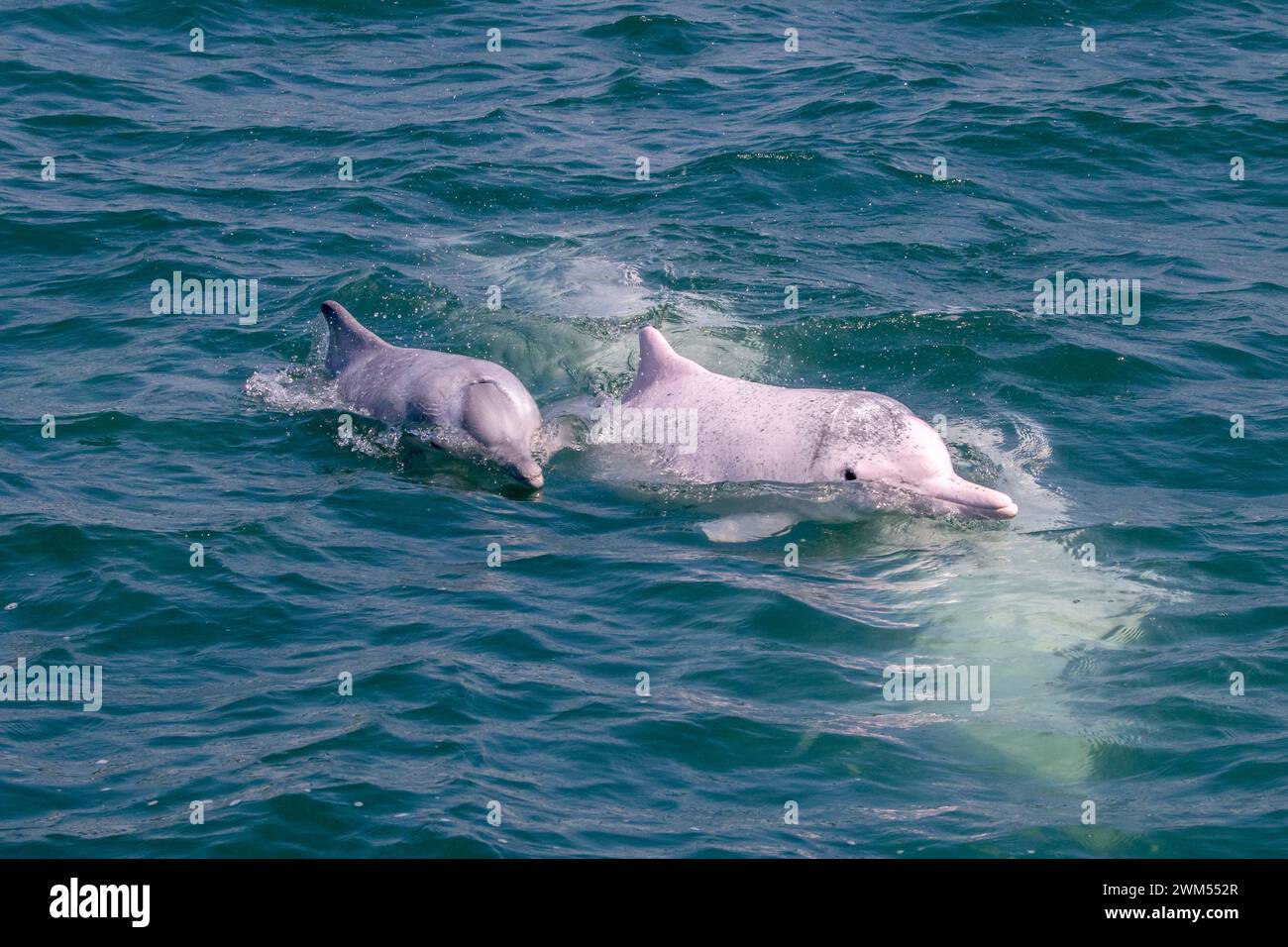 Junger und Erwachsener Indo-Pazifischer Buckeldelfin / Chinesischer Weißer Delfin / Rosa Delfin (Sousa Chinensis) in den Gewässern von Hongkong Stockfoto