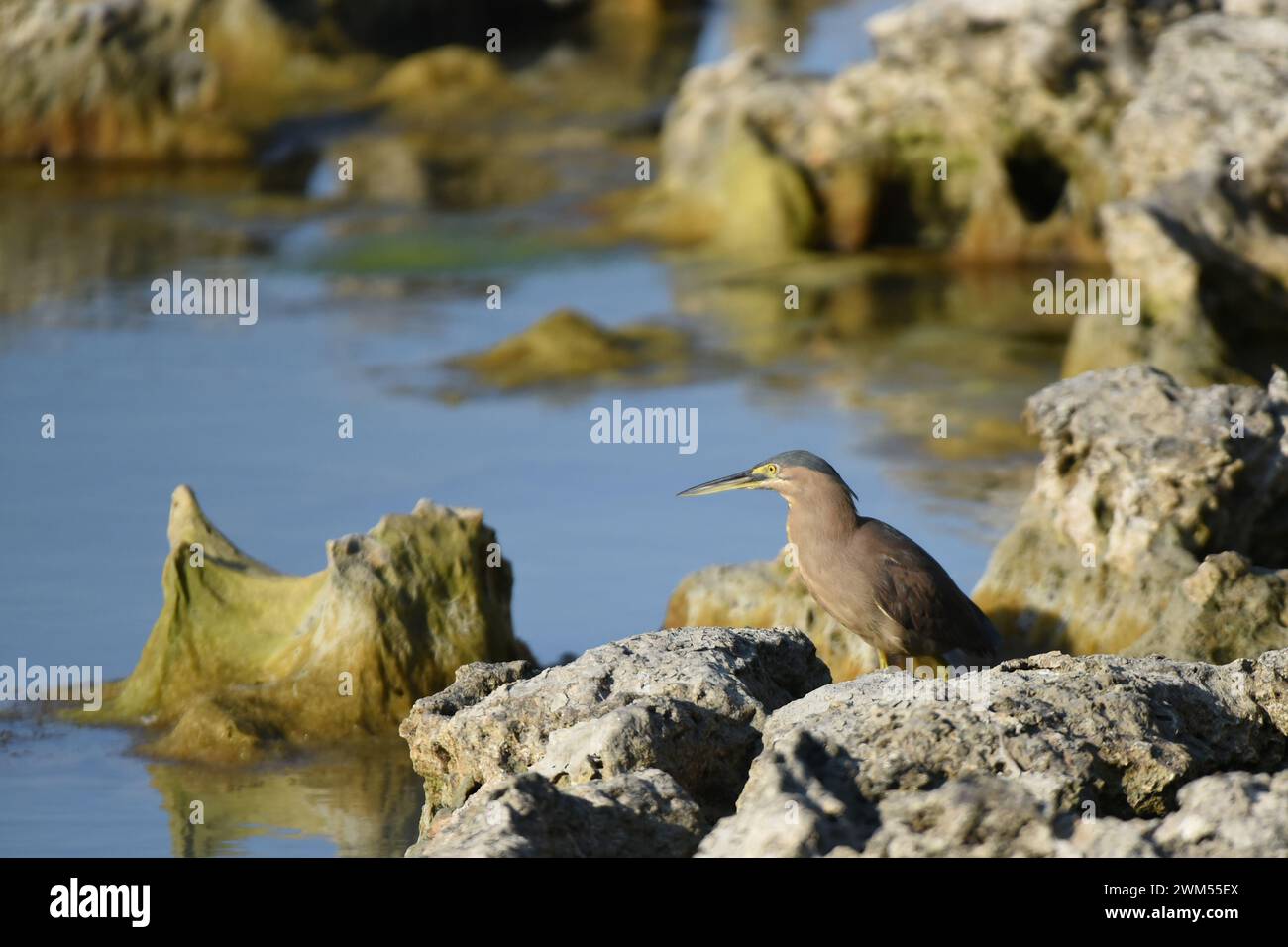 Streifenreiher (Butorides striata) auf der Jagd nach Nahrung Stockfoto