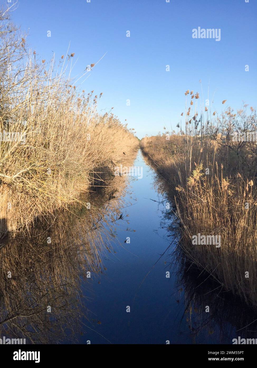 Einer der Kanäle im Naturschutzgebiet S'Albufera auf Mallorca. Stockfoto