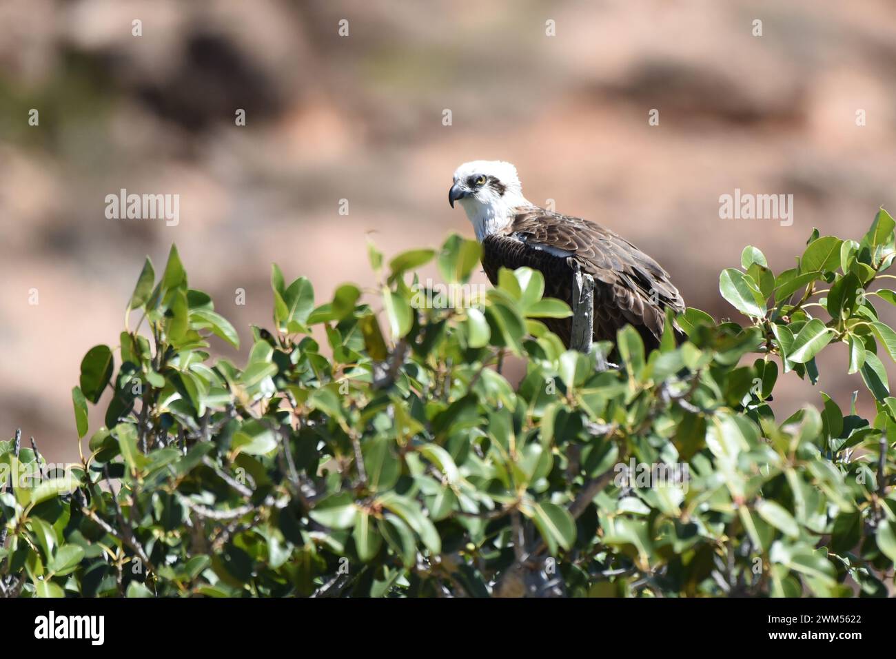 Der Osprey (Pandion haliaetus) ist ein täglicher, fischfressender Greifvogel mit einer kosmopolitischen Landschaft Stockfoto