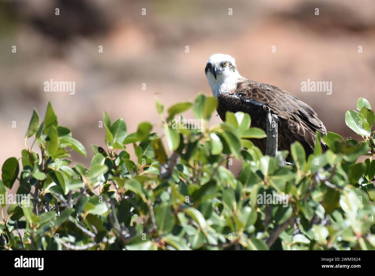 Der Osprey (Pandion haliaetus) ist ein täglicher, fischfressender Greifvogel mit einer kosmopolitischen Landschaft Stockfoto
