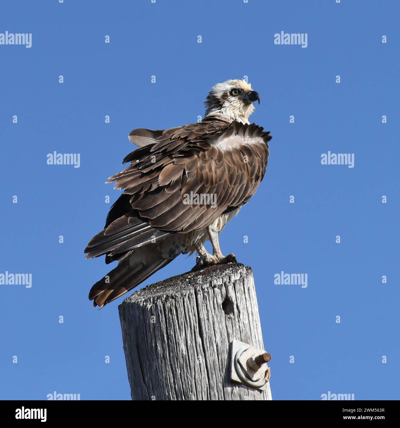 Der Osprey (Pandion haliaetus) ist ein täglicher, fischfressender Greifvogel mit einer kosmopolitischen Landschaft Stockfoto