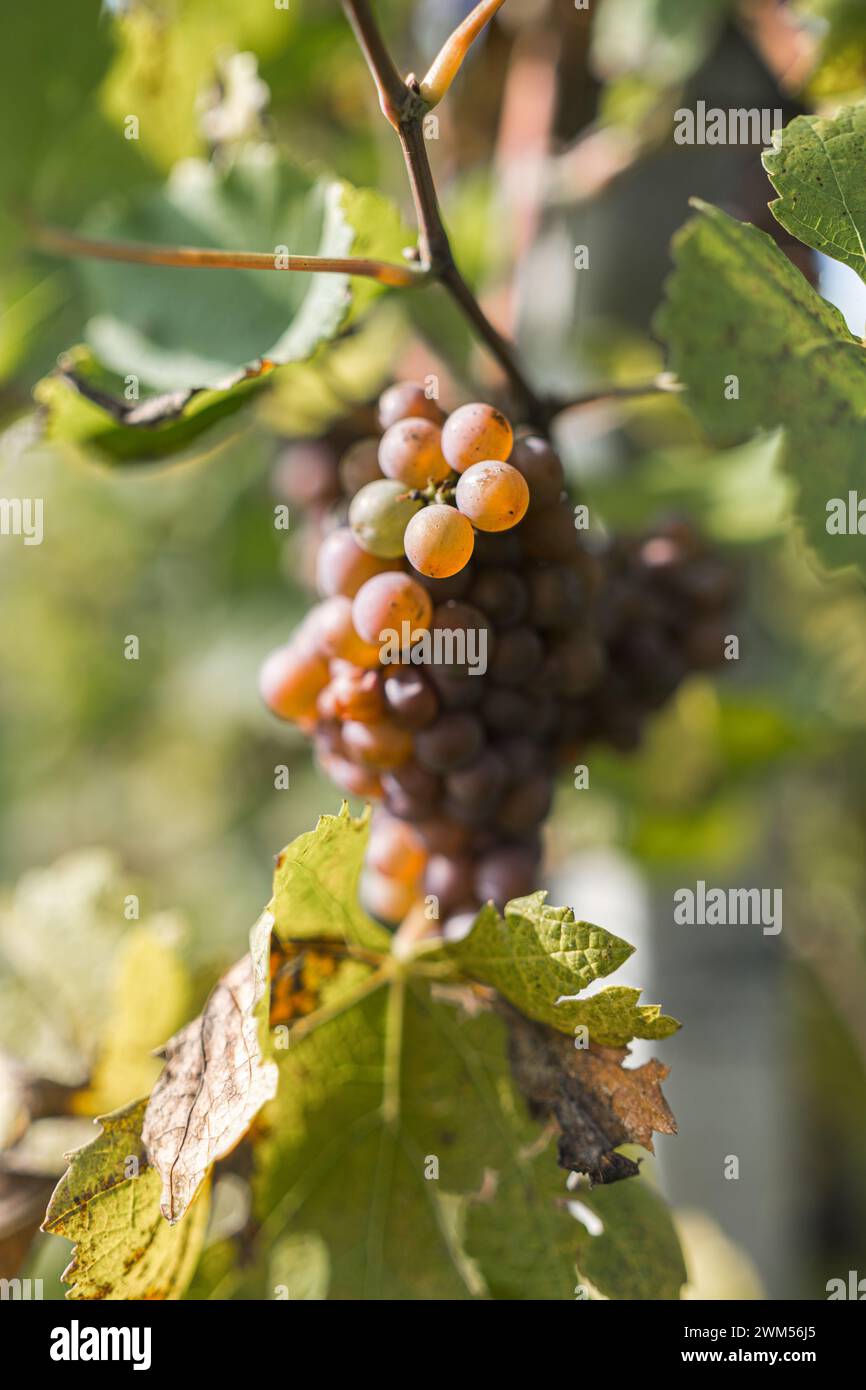 Trauben in einem landwirtschaftlichen Weinberg in der Natur im Freien Stockfoto
