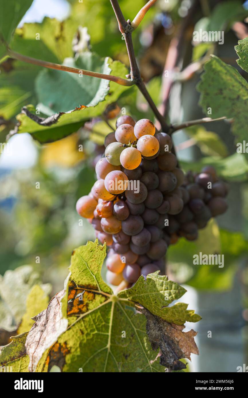 Trauben in einem landwirtschaftlichen Weinberg in der Natur im Freien Stockfoto