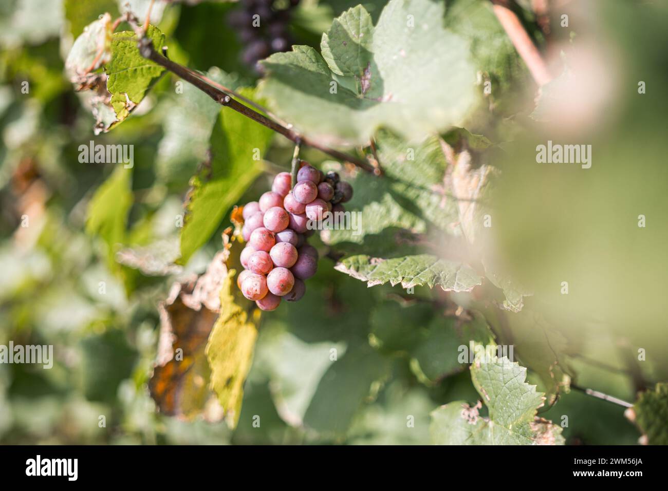 Trauben in einem landwirtschaftlichen Weinberg in der Natur im Freien Stockfoto