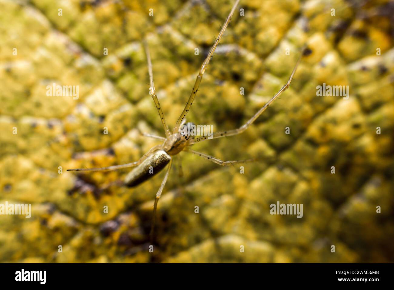 Eine Spinne in der Natur im Freien Stockfoto