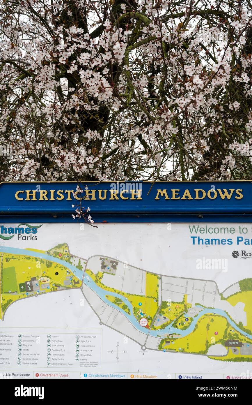 Christchurch Meadows Schild, mit Kirschbaum, Caversham, Reading, Berkshire, England, Großbritannien, GB. Stockfoto