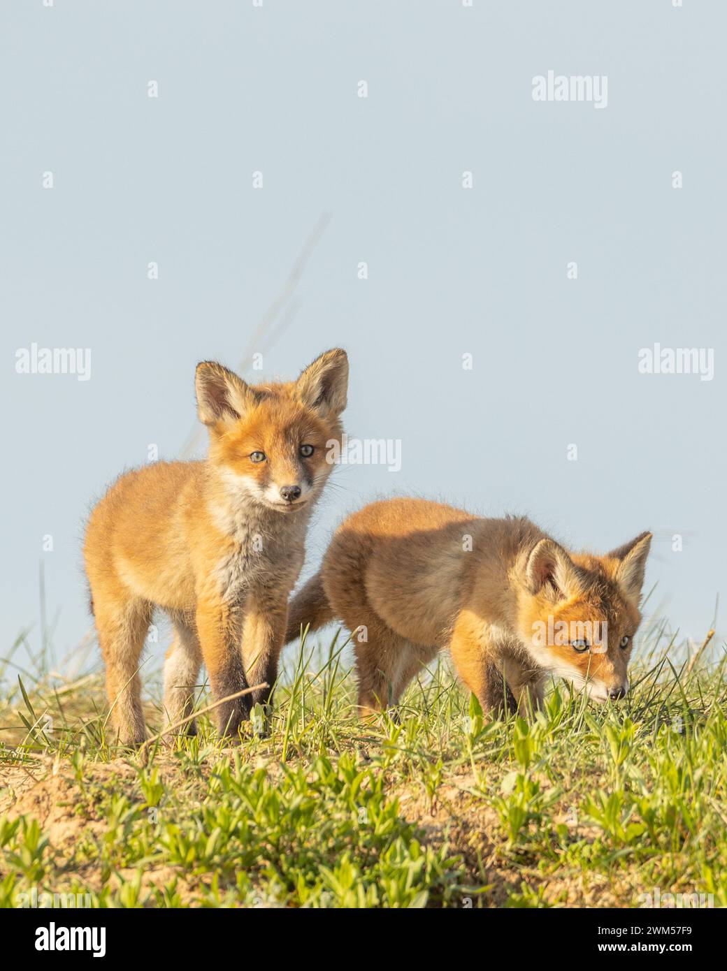 Säugetiere Familie von niedlichen Fuchs Vulpes vulpes Jungen posiert auf der Wiese. Horizontal Stockfoto