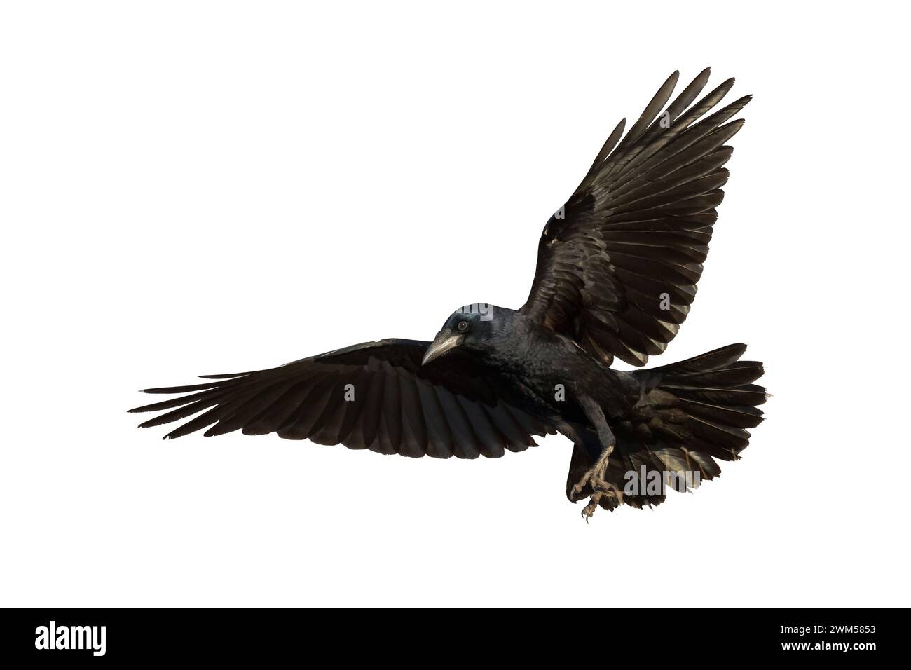Rook Corvus frugilegus fliegende schwarze Vogel isoliert auf weißem Hintergrund Stockfoto