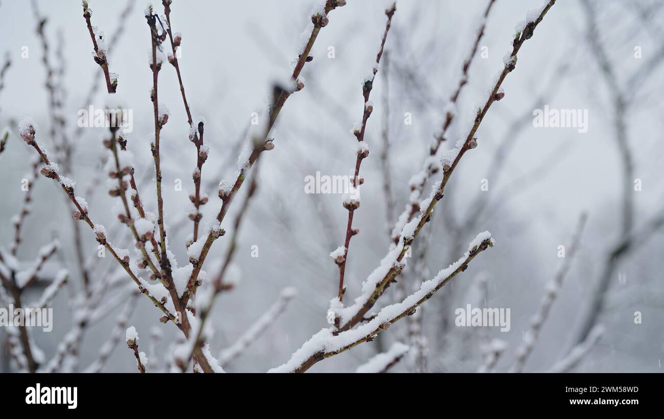 Apfelbaumblüte im Garten unter dem letzten Frühjahrsschnee. Kalte Temperatur, Frost Stockfoto