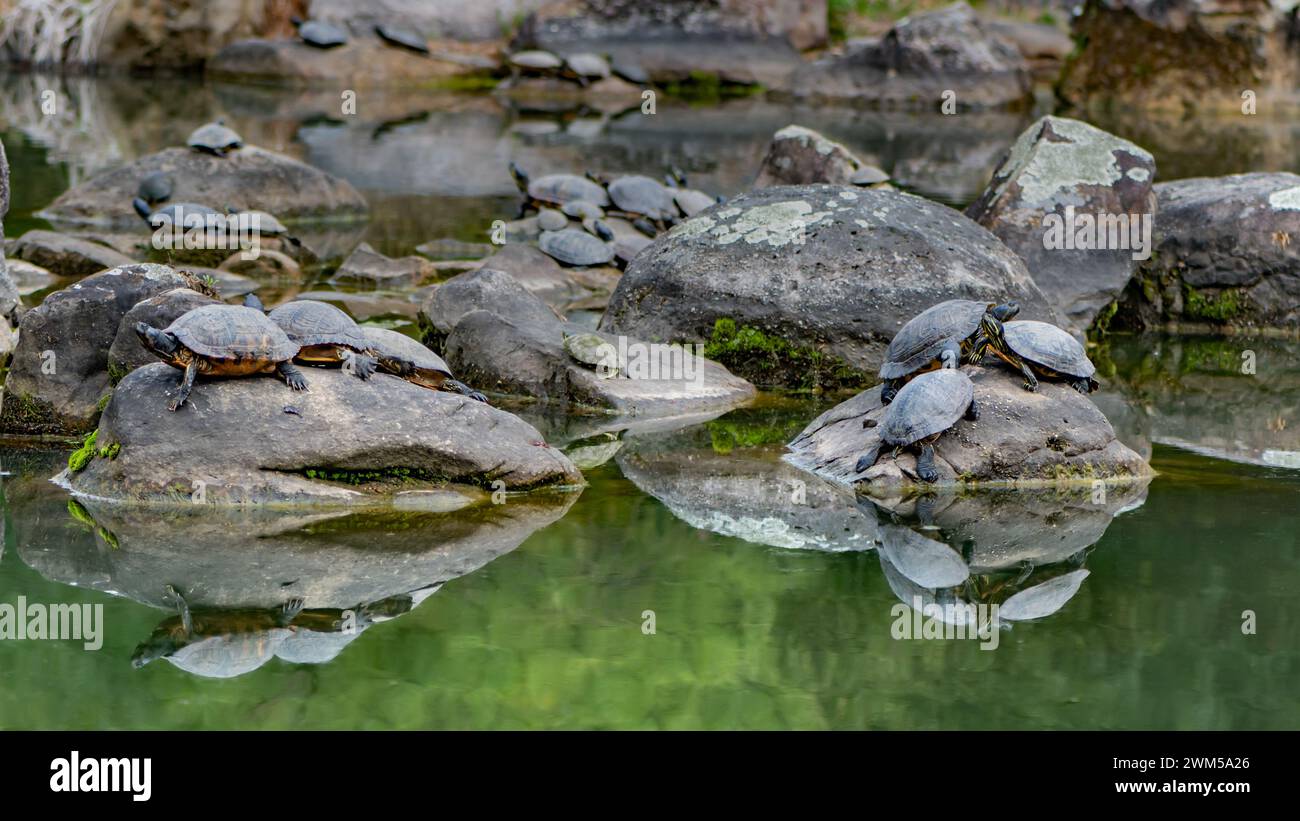 BIRMINGHAM, AL/USA - 11. MÄRZ 2022: Schildkröten sonnen auf Felsen, Birmingahm Botanical Garden. Stockfoto