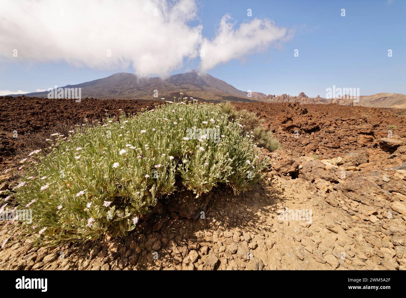 Sträucher (Pterocephalus lasiospermus) blüht in der Caldera Las Canadas mit dem Teide im Hintergrund, Teide Nationalpark, Teneriffa, Mai. Stockfoto