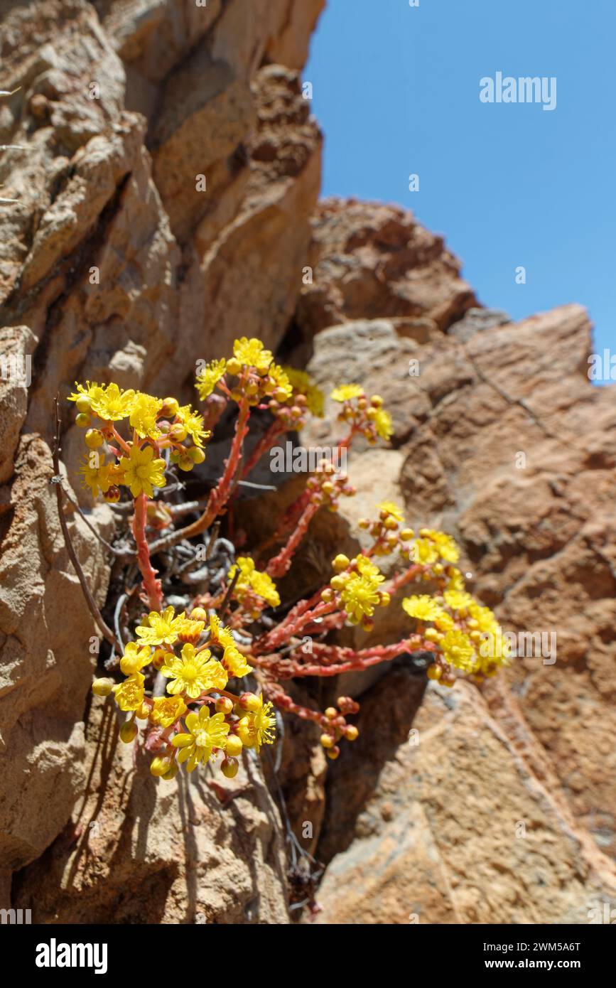 Löffelblättriger Hausleek / Bejequillo canario (Aeonium spathulatum) ein kanarisches Endemit, das zwischen Felsen über 2100 m blüht, Teide Nationalpark, Teneriffa. Stockfoto