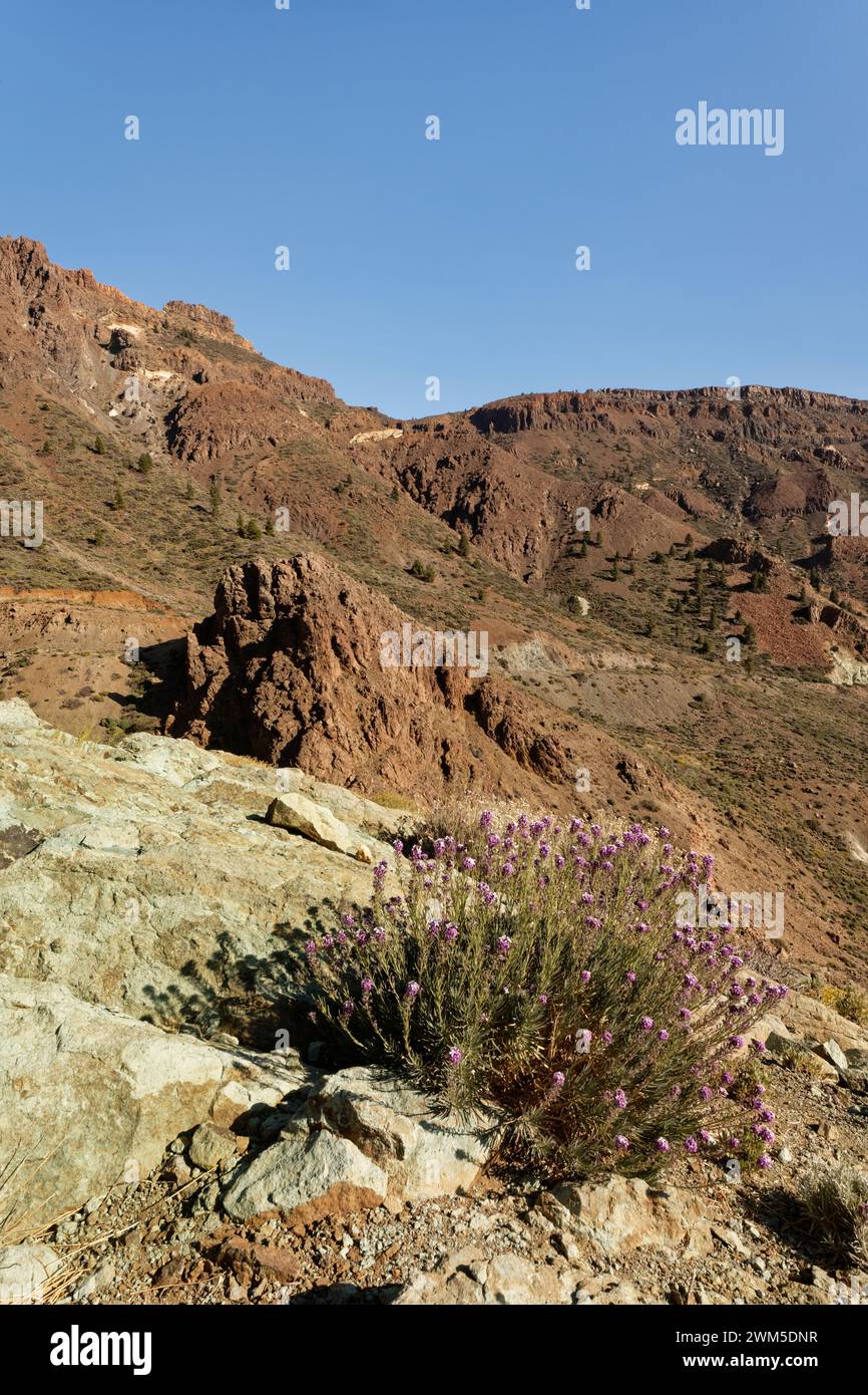 Teide-Wallblumen (Erysimum scoparium) blühen auf vulkanischen Felsen, die durch Kupferoxid grün gefärbt sind, im Teide-Nationalpark auf Teneriffa. Stockfoto