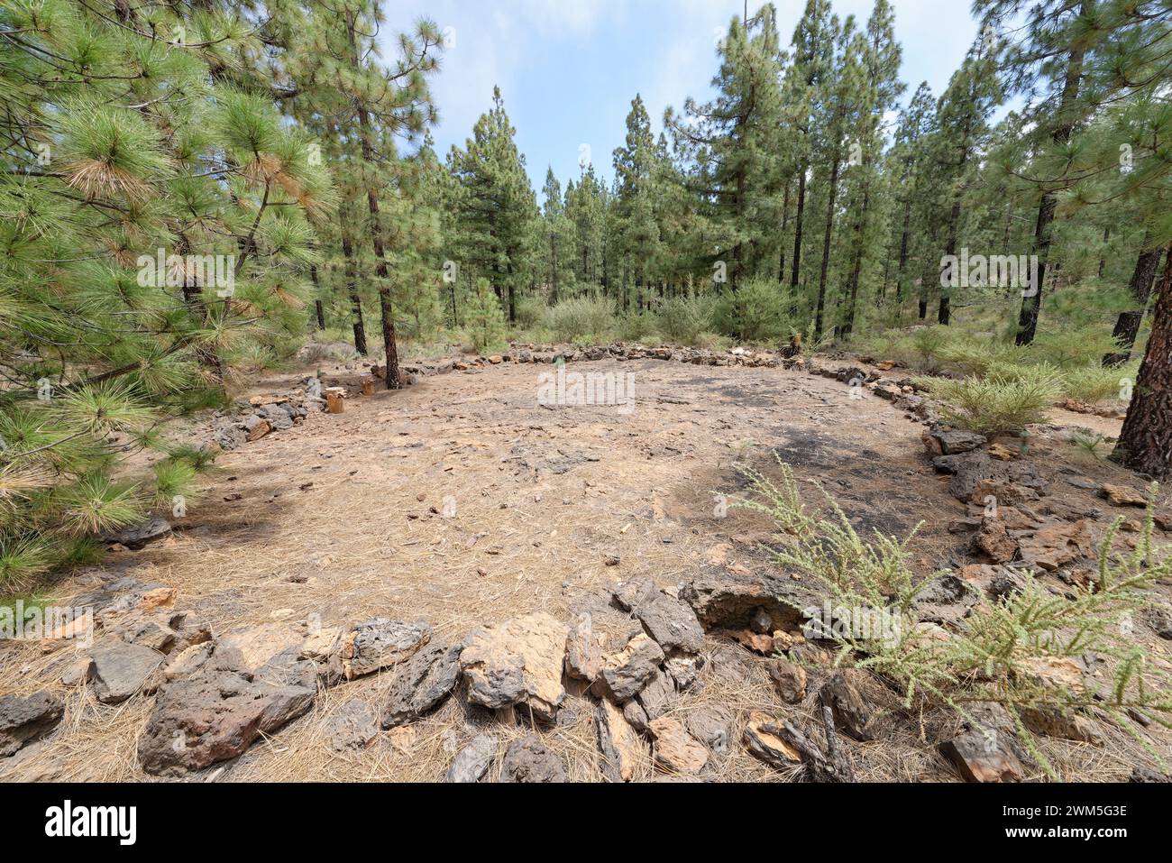 Der antike Dreschkreis oder die Ära zwischen den kanarischen Inselkiefern (Pinus canariensis) in der Nähe des Vulkans Mount Chinyero, Teide Nationalpark, Teneriffa, Kanarischen Inseln Stockfoto