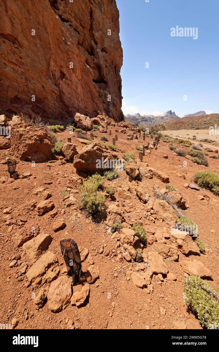 Endemische Pflanzen, die vor kurzem vom Parkpersonal in der Caldera Las Canadas im Teide-Nationalpark auf Teneriffa mit Schutznetz gepflanzt und geschützt wurden. Stockfoto