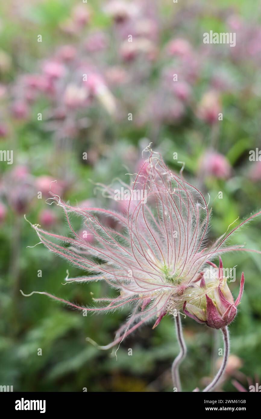 Gebürtige Minnesota Blume, Prairie Smoke Stockfoto