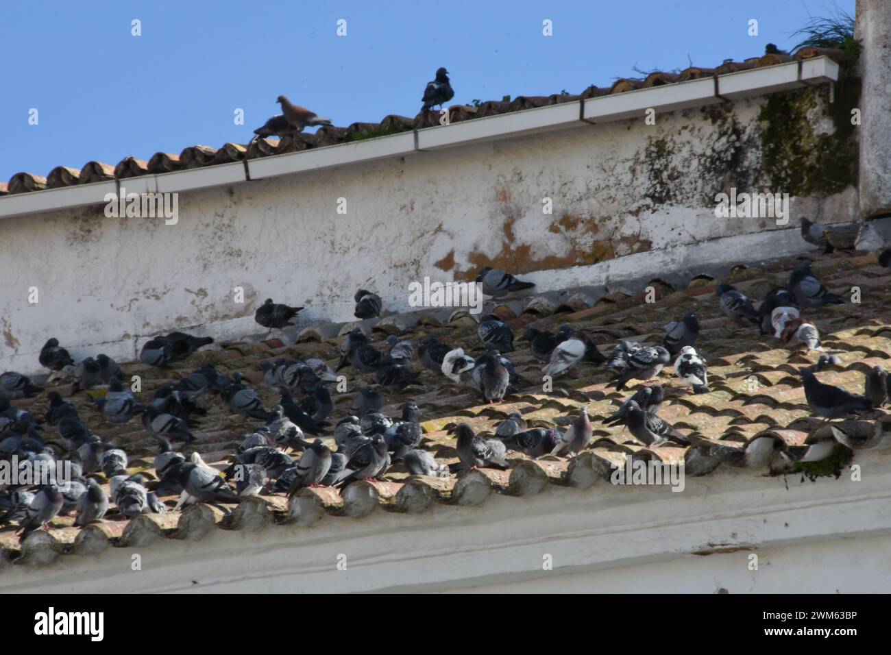 Repos des Tauben sur un toit à Faro, Portugal Stockfoto