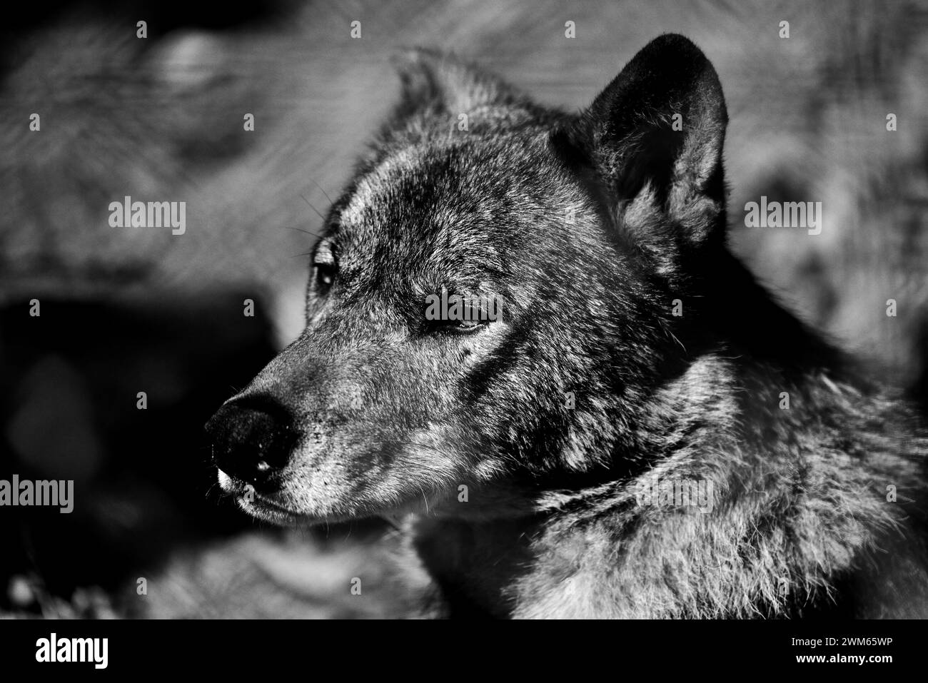 Ein männlicher iberischer Wolf im Dartmoor Zoo Park, Devon, England. Stockfoto