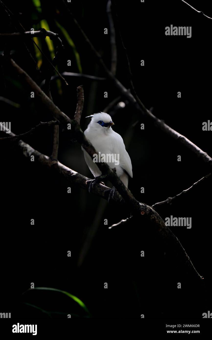 Ein Bali Starling im Dartmoor Zoo Park, Devon. Stockfoto