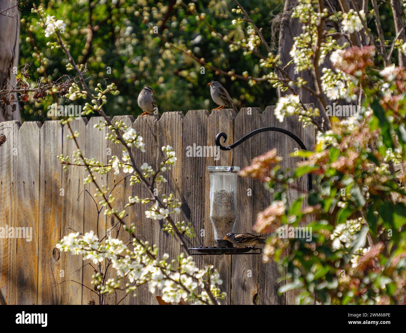 Zwei Vögel, die von einem Holzzaun umgeben sind, umgeben von Kirschblüten Stockfoto