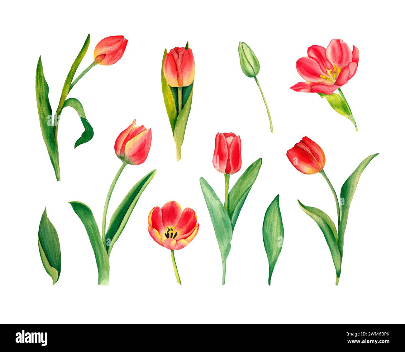 Tulpenset mit Aquarell. Handgezeichnete Illustration von Frühlingsblumen, isoliert auf weißem Hintergrund. Stockfoto