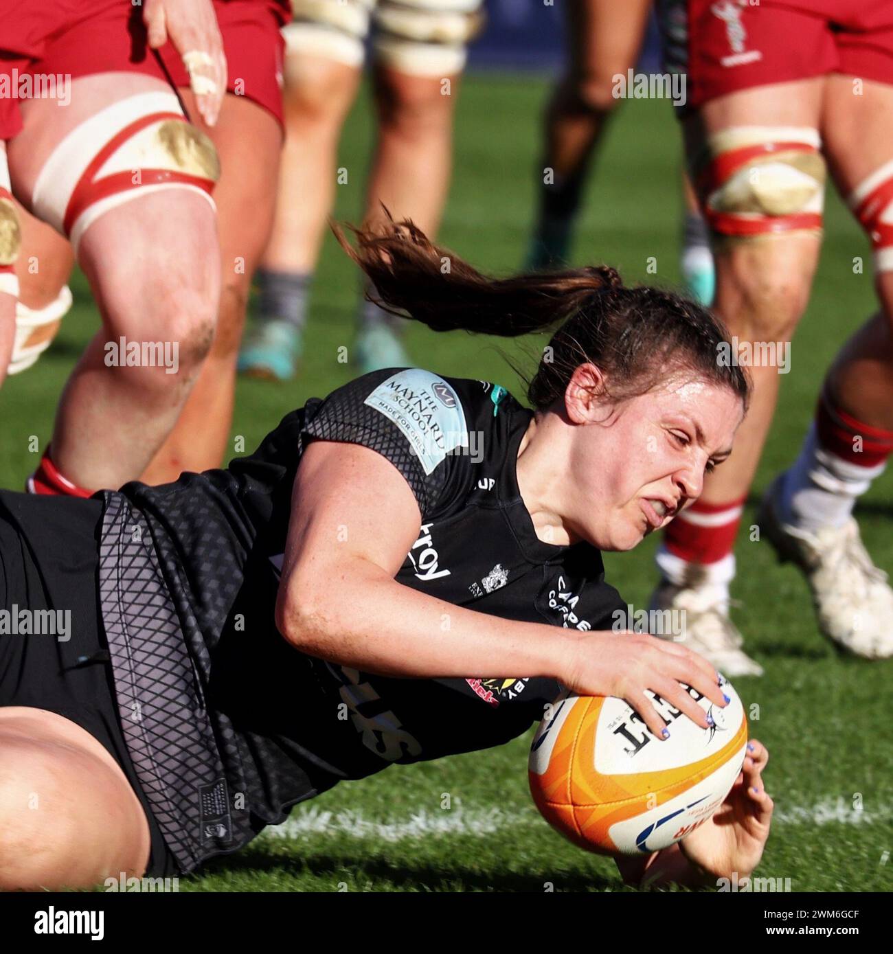 Exeter, Devon, Großbritannien. Februar 2024. Allianz Premiership Women's Rugby: Exeter Chiefs gegen Harlequins im Sandy Park, Exeter, Devon, Großbritannien. Im Bild: DaLeaka Menin punktet die Chiefs beim ersten Versuch. Hinweis: Nidpor/Alamy Live News Stockfoto