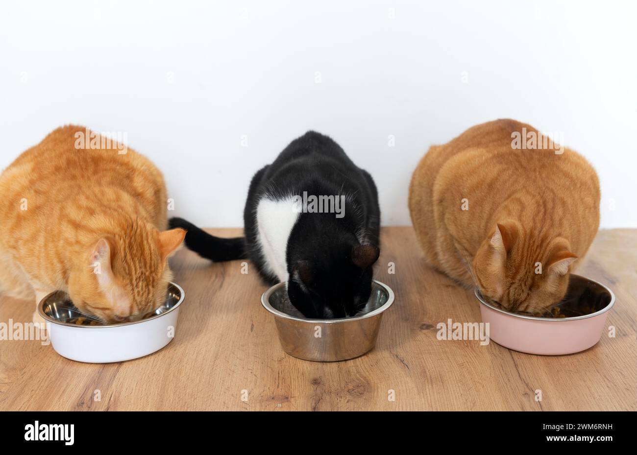 Drei Katzen, die aus Schüsseln essen - Haustiere Stockfoto
