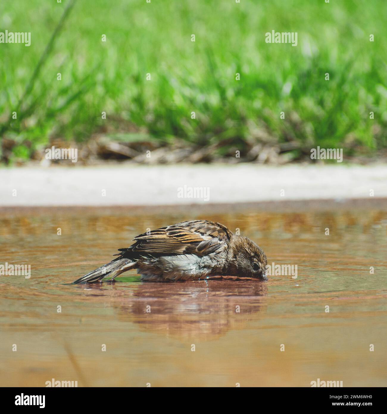 Ein Spatel trinkt leise aus einer Pfütze im Garten. Er legt seinen ganzen Körper an einem sonnigen Tag als frische Pause ins Wasser Stockfoto