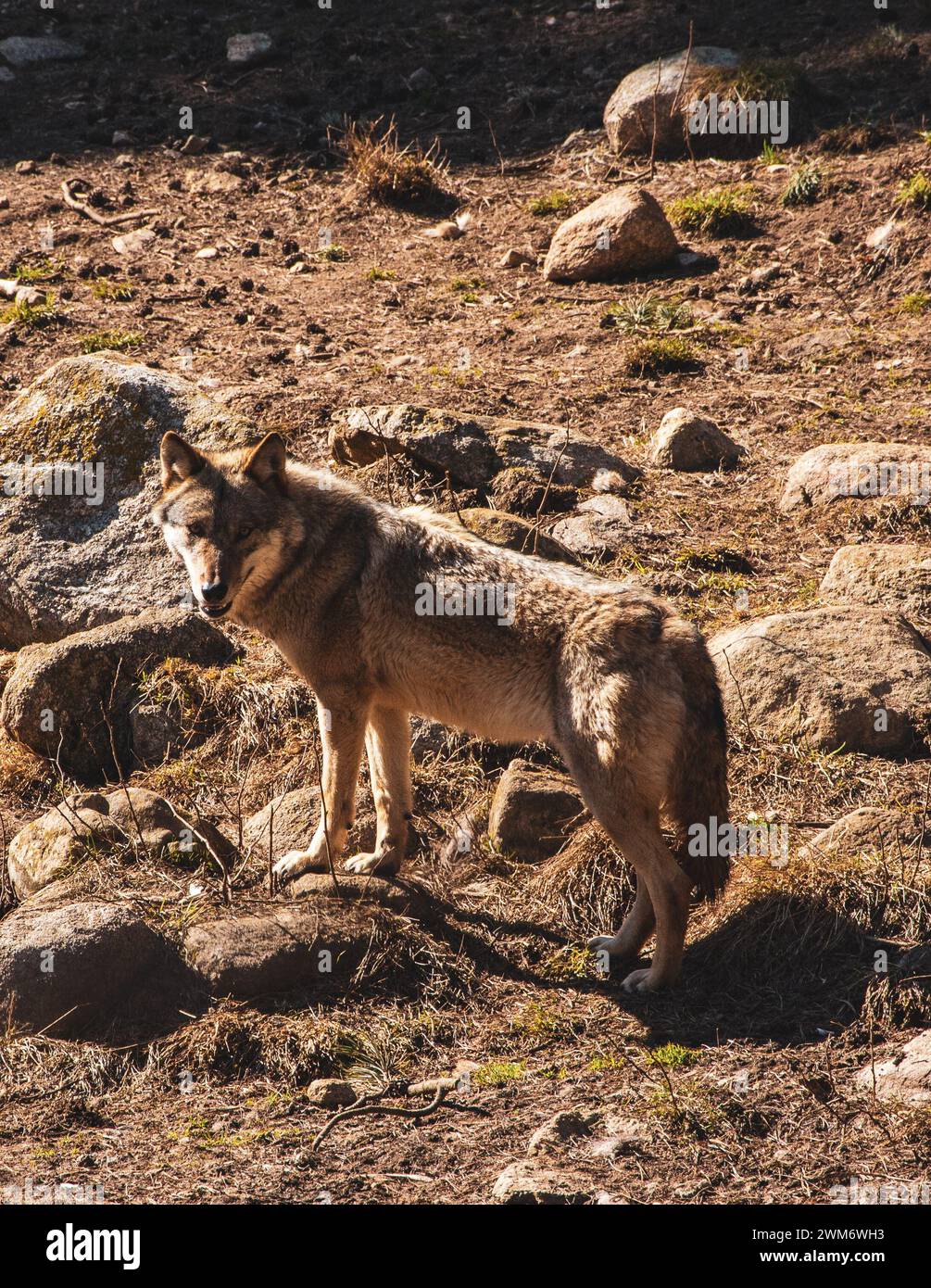Ein Wolf in den französischen Bergen, der an einem sonnigen Tag wandert Stockfoto
