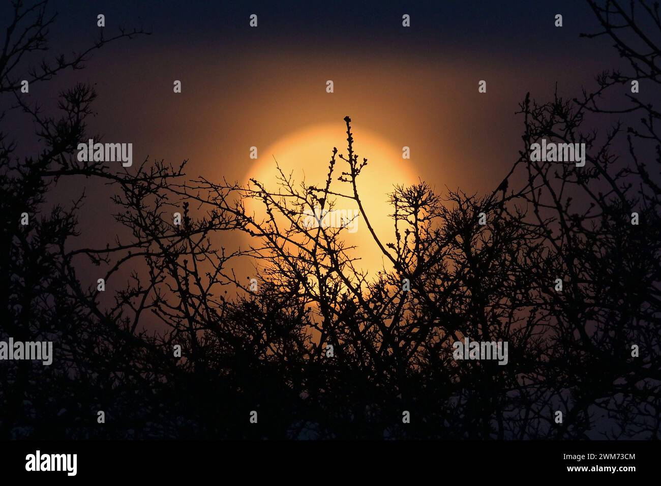 Full Cold Moon der Full Cold Moon erhebt sich über Ackerland im ländlichen Essex Essex Chadwell St Mary UK Copyright: XMartinxDaltonx Full_Cold_Moon_24-224_MD_0049 Stockfoto