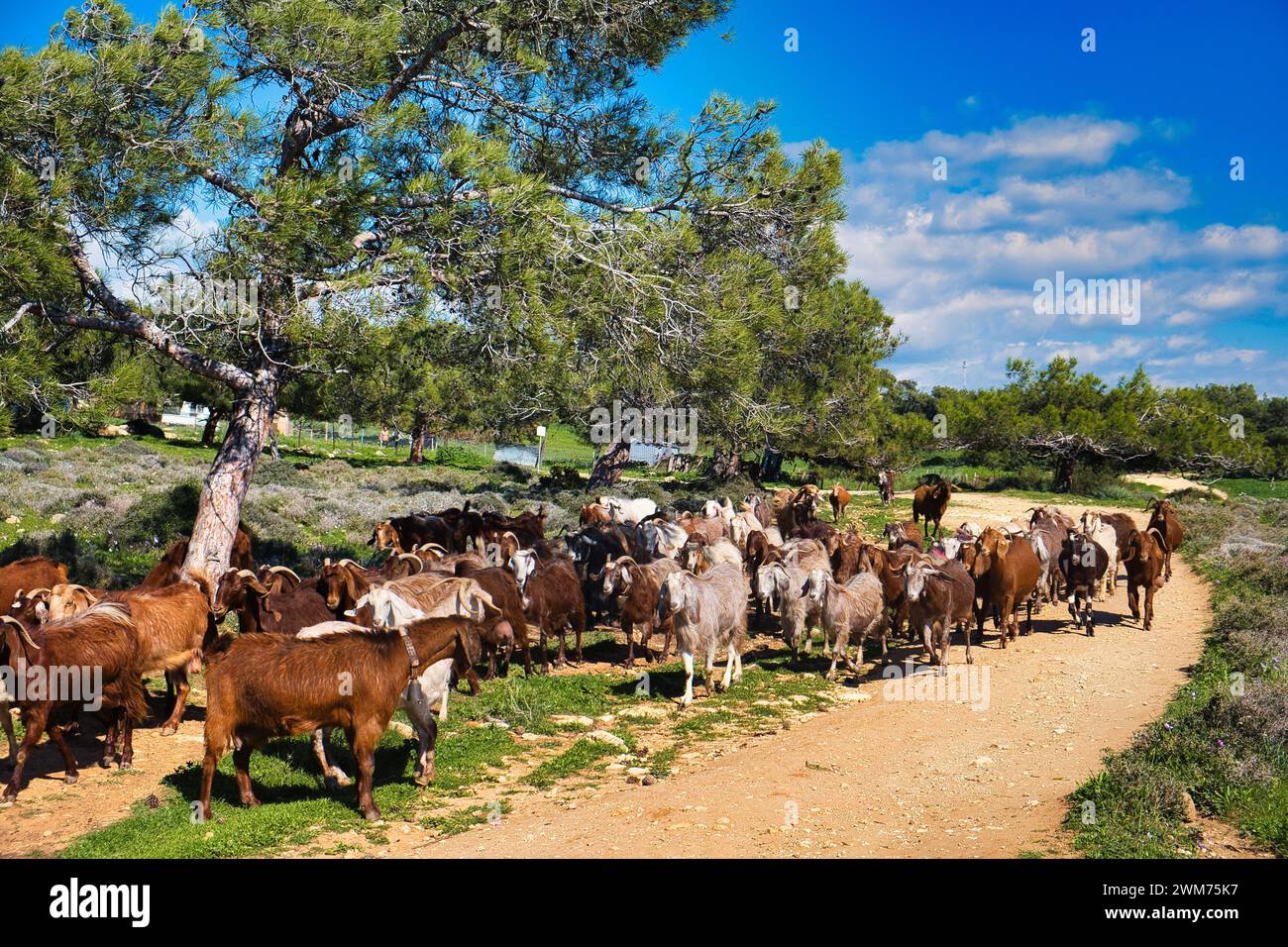 Herde brauner und weißer Ziegen auf einem Feldweg in einem offenen Kiefernwald in Zypern an einem sonnigen Tag Stockfoto